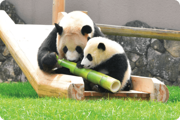 Panda Bamboo Project | 岸和田市